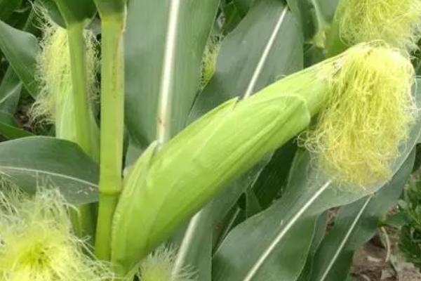 蠡玉6号玉米种的特征特性，生育期为130-148天