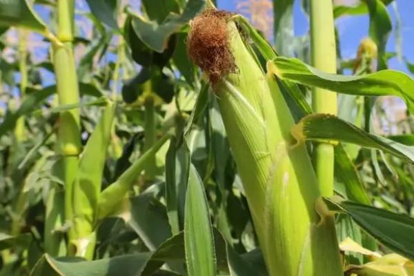 蠡玉6号玉米种的特征特性，生育期为130-148天