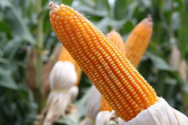 蠡玉6号玉米种的特征特性，生育期为130-148天