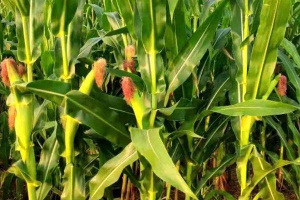 蠡玉6号玉米种的特征特性，生育期为130-148天