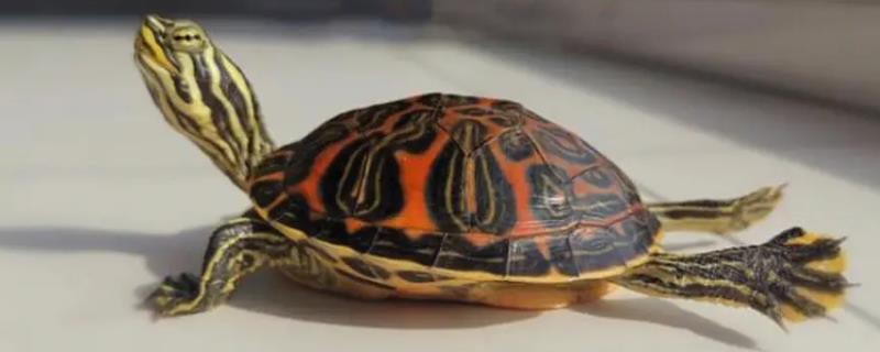火焰龟属于巴西龟吗