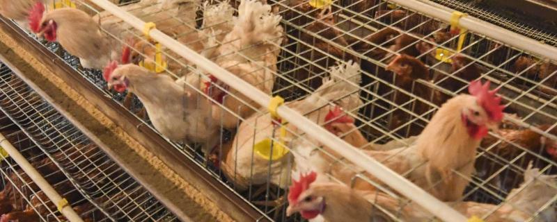 蛋鸡强制换羽注意事项