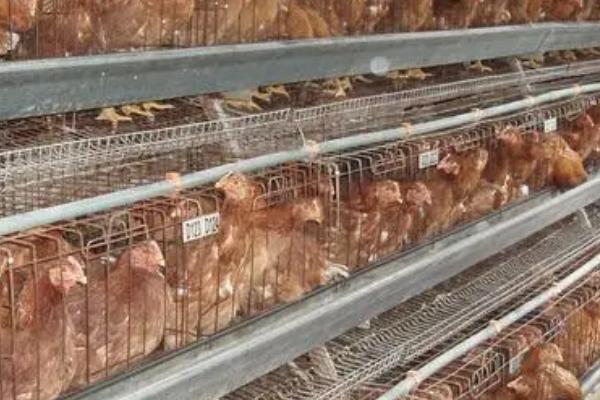 蛋鸡强制换羽注意事项，换羽期间要做好饲养管理