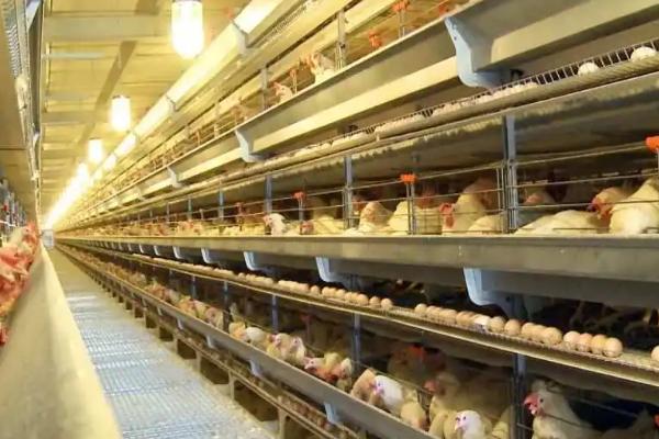 蛋鸡强制换羽注意事项，换羽期间要做好饲养管理