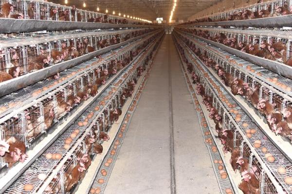 蛋鸡强制换羽注意事项，换羽期间要做好饲养管理