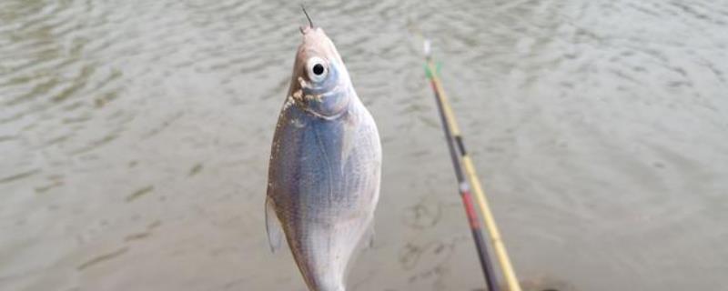 钓鳊鱼要用哪种玉米