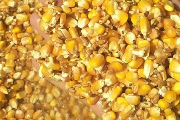 钓鳊鱼要用哪种玉米，嫩玉米、发酵玉米是适宜选择