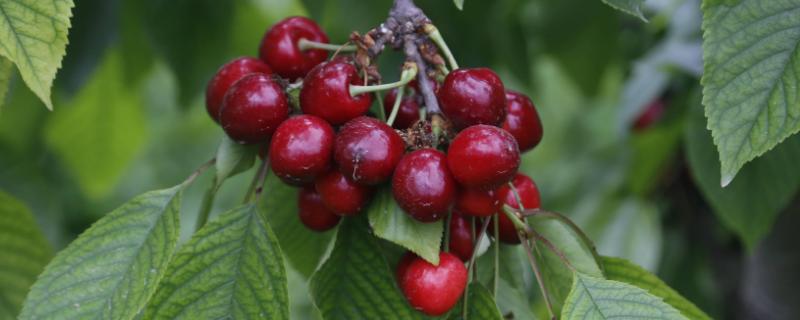 大樱桃适种地区