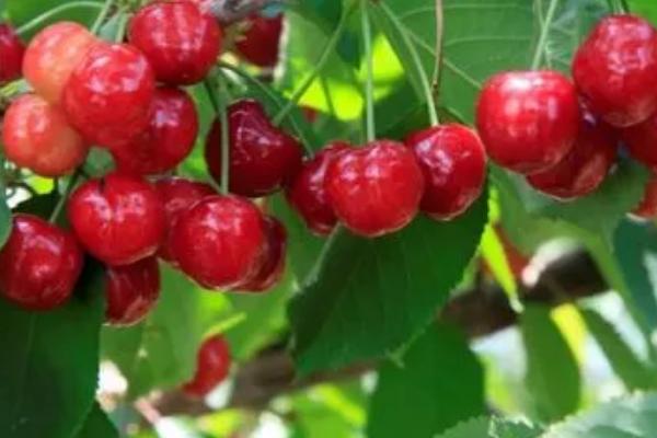 大樱桃适种地区，适合在丘陵、平原不易积水的地方种植