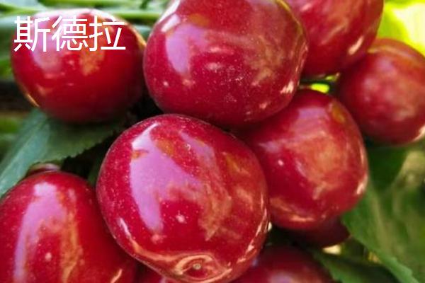 大樱桃适种地区，适合在丘陵、平原不易积水的地方种植