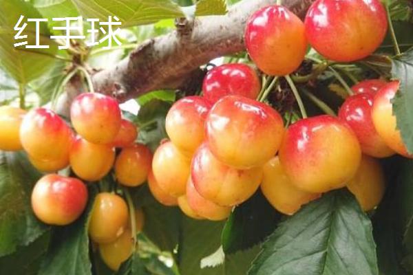 大樱桃适种地区，适合在丘陵、平原不易积水的地方种植