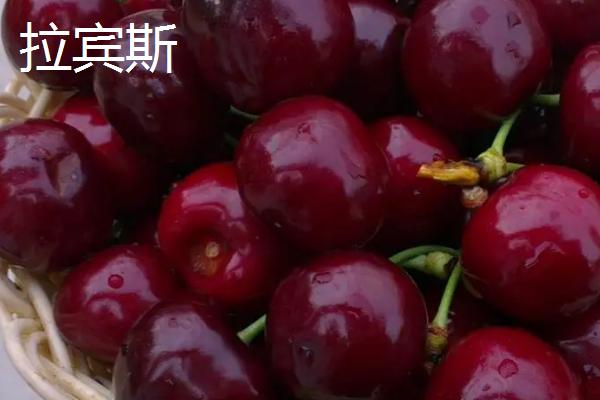 大樱桃适种地区，适合在丘陵、平原不易积水的地方种植