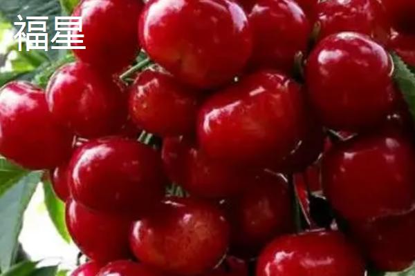 大樱桃适种地区，适合在丘陵、平原不易积水的地方种植