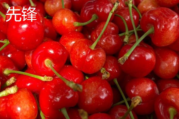 大樱桃适种地区，适合在丘陵、平原不易积水的地方种植