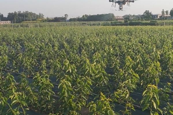 大樱桃适种地区，适合在丘陵、平原不易积水的地方种植