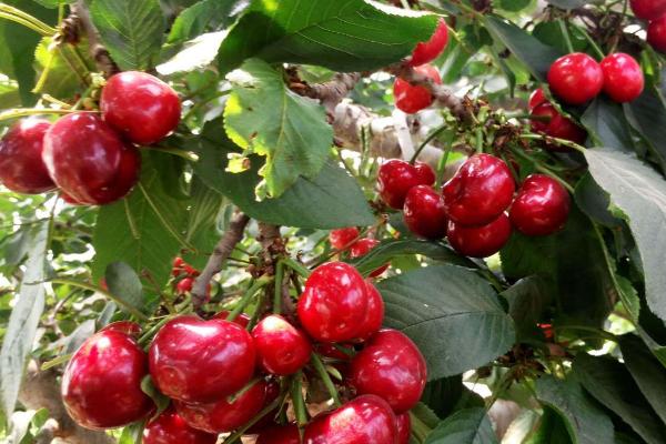 大樱桃适种地区，适合在丘陵、平原不易积水的地方种植