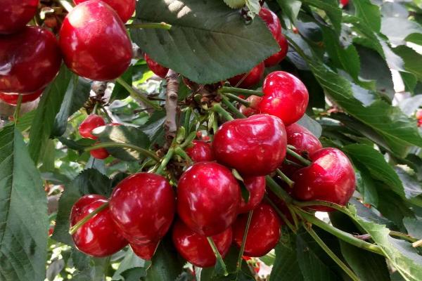 大樱桃适种地区，适合在丘陵、平原不易积水的地方种植