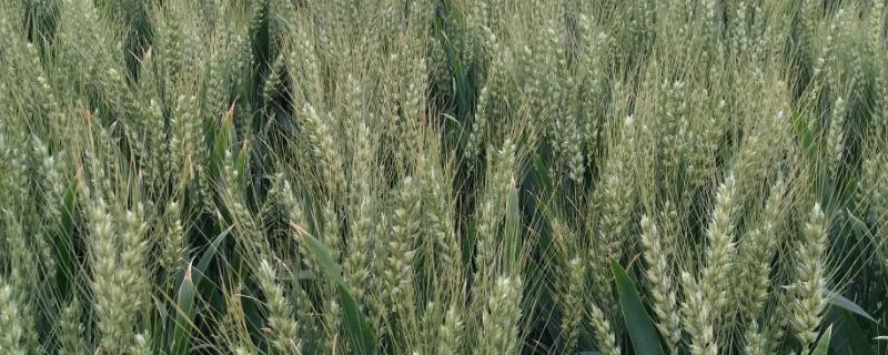 菏麦21小麦品种简介