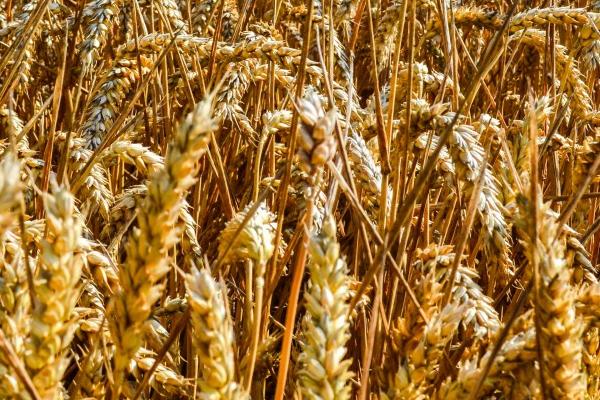 菏麦21小麦品种简介，生育期235天