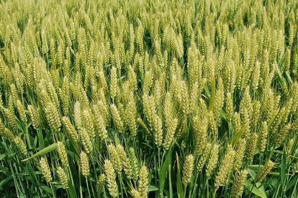 菏麦21小麦品种简介，生育期235天