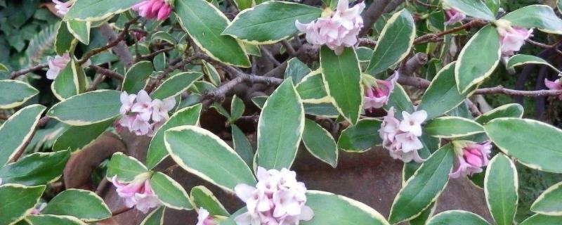 瑞香花的养殖方法