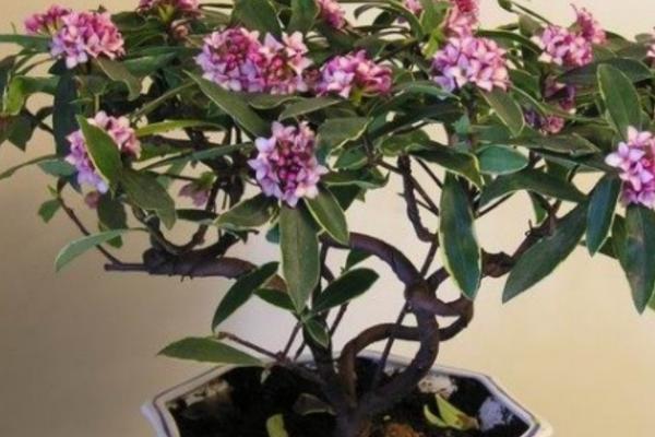 瑞香花的养殖方法，选择陶盆或瓦盆种植为佳