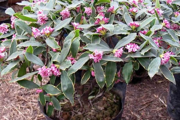 瑞香花的养殖方法，选择陶盆或瓦盆种植为佳