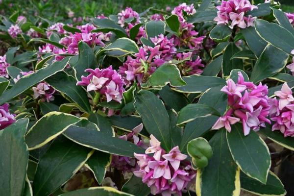 瑞香花的养殖方法，选择陶盆或瓦盆种植为佳