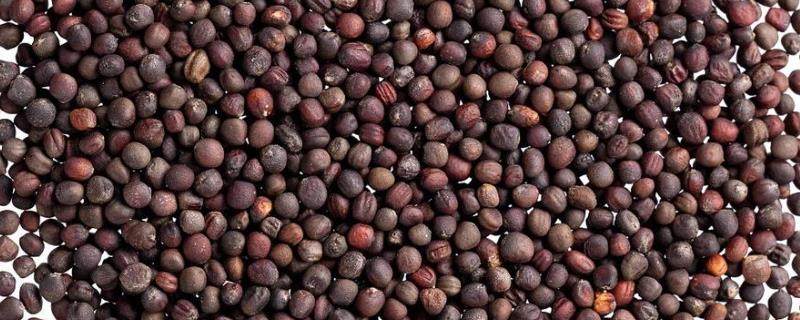 圆白菜有没有种子