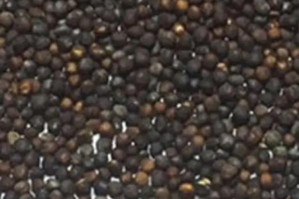 圆白菜有没有种子，经过生殖生长期就会结出种子