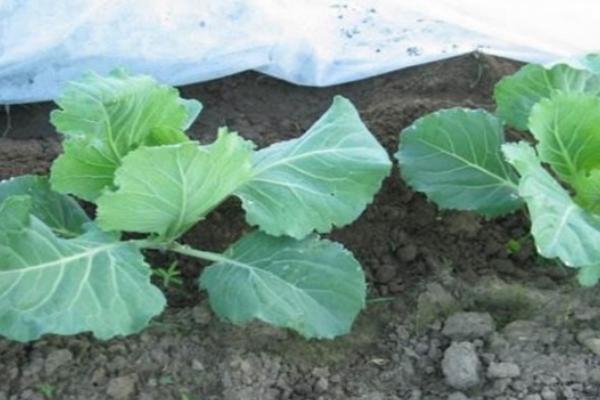 圆白菜有没有种子，经过生殖生长期就会结出种子