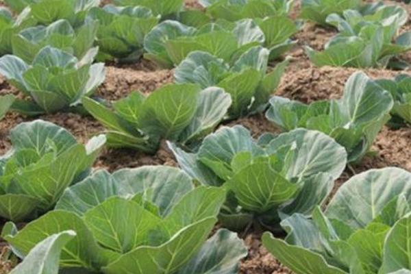 圆白菜有没有种子，经过生殖生长期就会结出种子