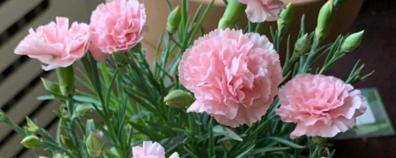 康乃馨的养殖方法