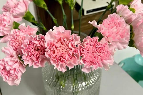 康乃馨的养殖方法，分别介绍瓶养和盆栽