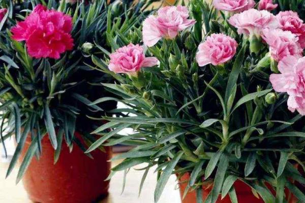 康乃馨的养殖方法，分别介绍瓶养和盆栽