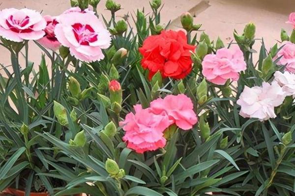 康乃馨的养殖方法，分别介绍瓶养和盆栽
