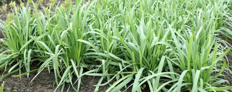 冬季适合种植什么农作物