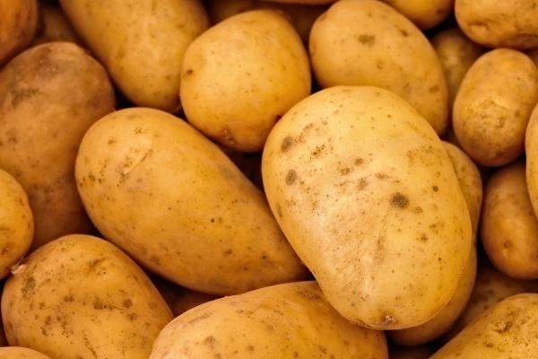 冬季适合种植什么农作物，适合种土豆、韭菜、冬小麦、辣椒等