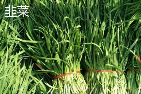 冬季适合种植什么农作物，适合种土豆、韭菜、冬小麦、辣椒等