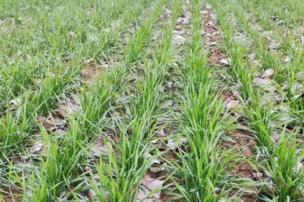 冬季适合种植什么农作物，适合种土豆、韭菜、冬小麦、辣椒等