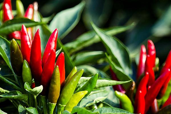 冬季适合种植什么农作物，适合种土豆、韭菜、冬小麦、辣椒等