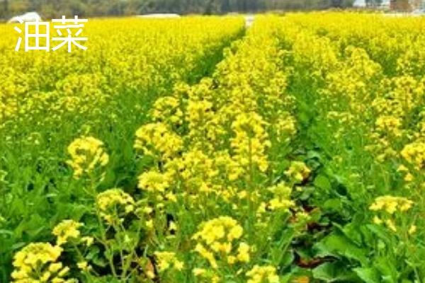 冬季适合种植什么农作物，适合种土豆、韭菜、冬小麦、辣椒等