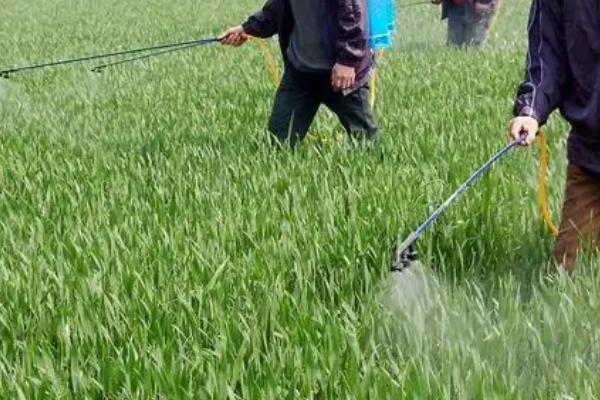 冬季适合种植什么农作物，适合种土豆、韭菜、冬小麦、辣椒等