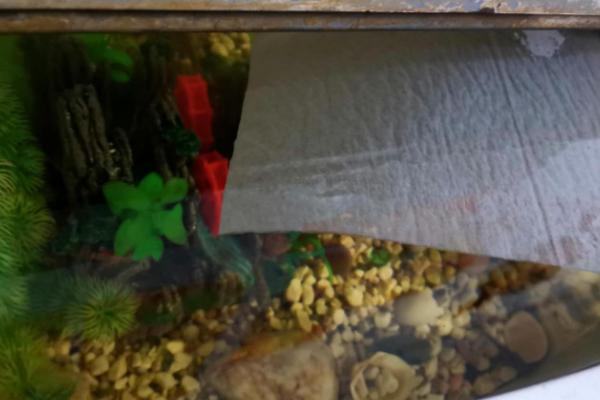 鱼缸是否要除油膜，一般需要除膜、否则会隔绝空气