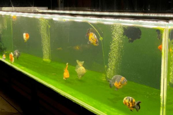 鱼缸是否要除油膜，一般需要除膜、否则会隔绝空气