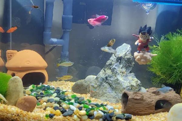 鱼缸是否要除油膜，一般需要除膜、否则会隔绝空气