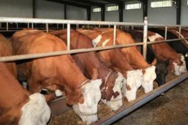 牛咳喘怎么办，可使用咳喘一针灵或抗病毒药物