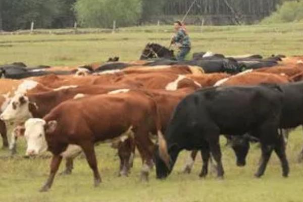 牛咳喘怎么办，可使用咳喘一针灵或抗病毒药物