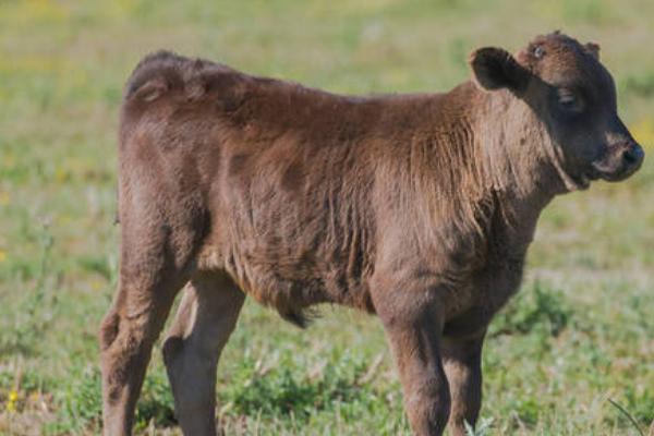 牛咳喘怎么办，可使用咳喘一针灵或抗病毒药物