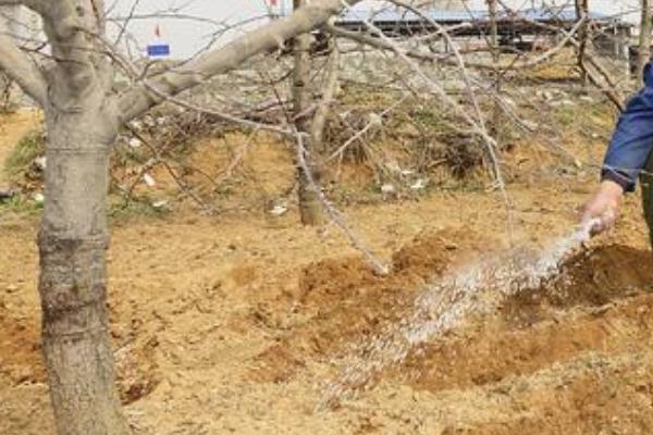 对绿色果品施肥的原则，以有机肥为基础、不用或少用化学肥料